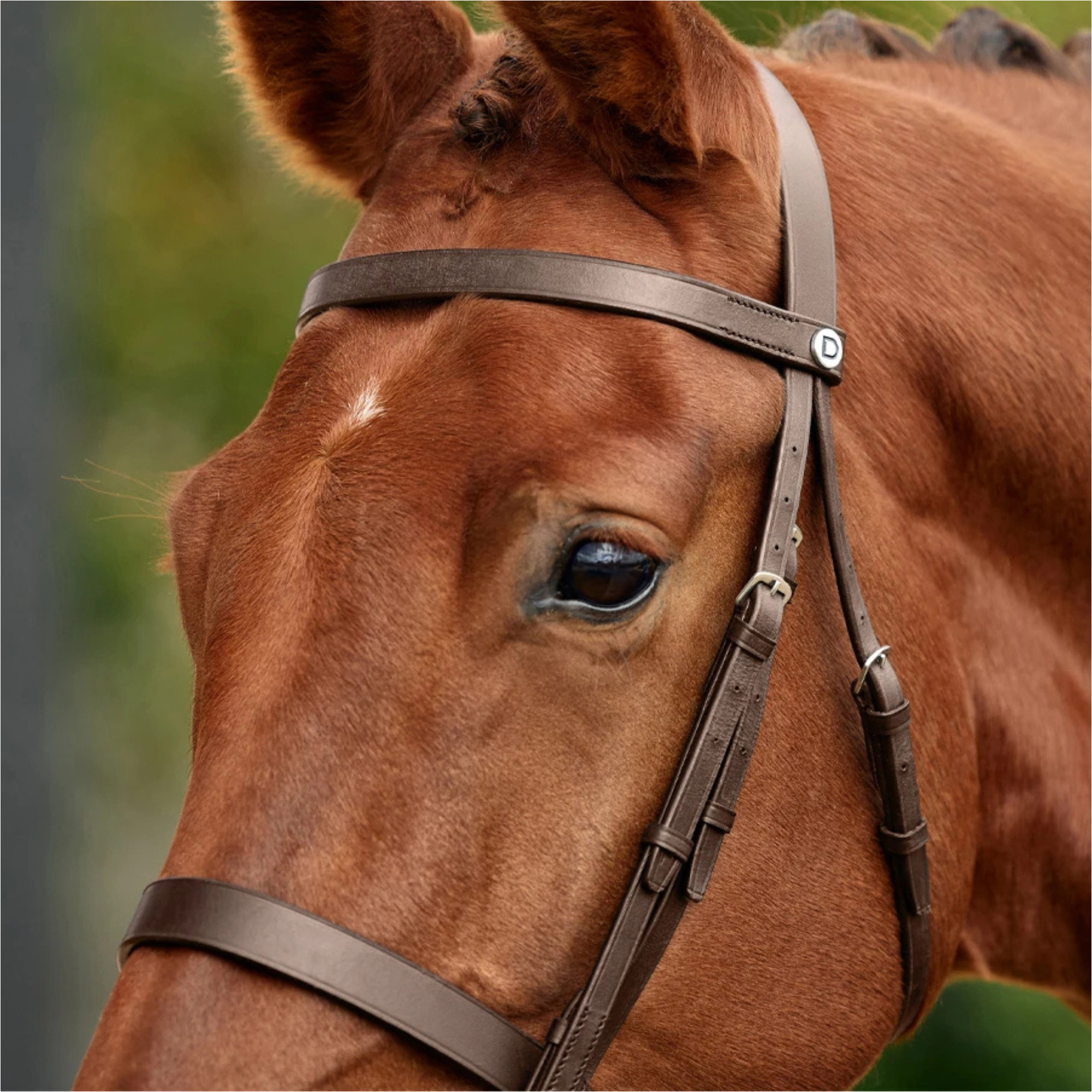 2026 Dublin Flat Cavesson Bridle 1031494 - Brown